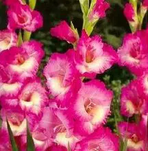 gladiolo wind song pink e branco 6 bulbos 2980 e1496431568239