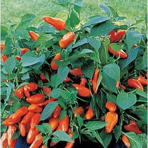 pimenta estromboli ornamental 20 sementes 2 4 e1496692357234