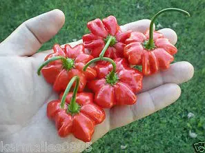 pimenta pitanga brazilian starfish 20 sementes 2 2 e1496692513594