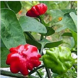 pimenta pitanga brazilian starfish 20 sementes 2 5 e1496692460312
