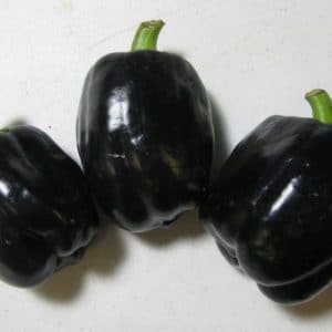 Pimentão Black: 10 Sementes