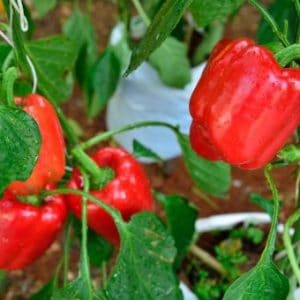 Pimentão Vermelho: 50 Sementes