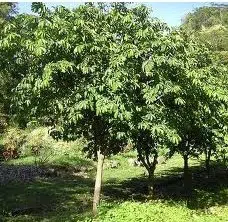 pinha fruta do conde 5 sementes 2 10 e1496689301936
