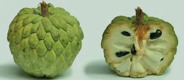 pinha fruta do conde 5 sementes 2 11 e1496689285250