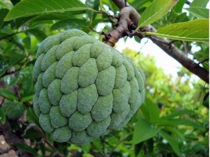 Pinha (Fruta do Conde): 5 Sementes