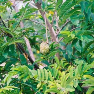 Pinha (Fruta do Conde): 5 Sementes