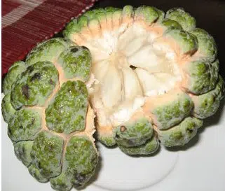 pinha fruta do conde 5 sementes 2 8 e1496689056618