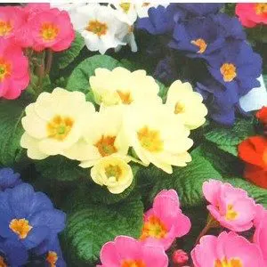 primula sortida 15 sementes 2 10 e1496689267413