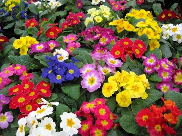 primula sortida 15 sementes 2 2 e1496689038387