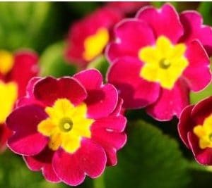 primula sortida 15 sementes 2 5 e1496689088519