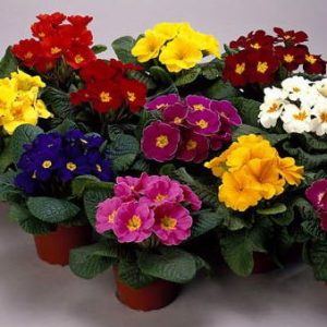 primula sortida 15 sementes 2 6 e1496689131969