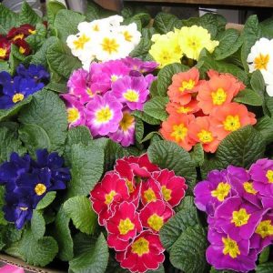 primula sortida 15 sementes 2 8 e1496689210497