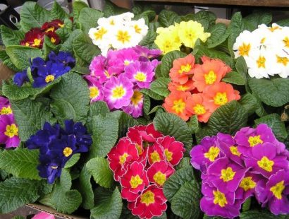 primula sortida 15 sementes 2 8 e1496689210497