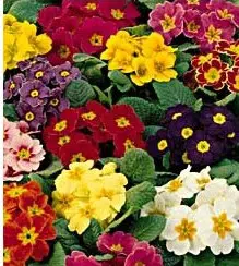 primula sortida 15 sementes 2 9 e1496689244124