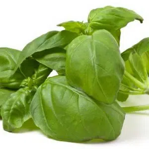 sementes de manjericao italiano 2 13 e1496699393786