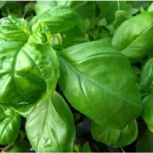 sementes de manjericao italiano 2 5 e1496699485864