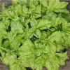 sementes de manjericao toscano folha de alface 2 16 e1496692980628