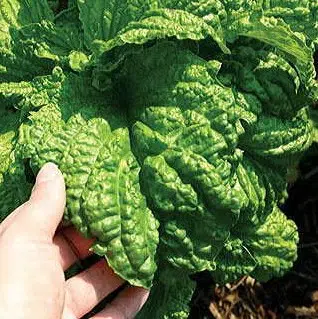 sementes de manjericao toscano folha de alface 2 e1496698262418