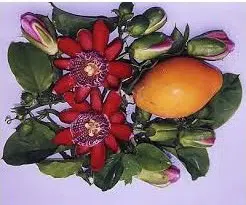 sementes de maracuja doce 2 7 e1496689864640