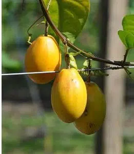 sementes de maracuja doce 2 8 e1496689764176