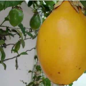 sementes de maracuja doce 2 9 e1496689783748