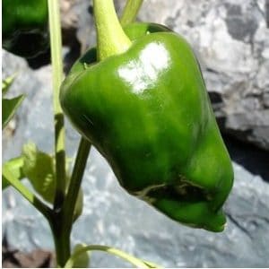 Sementes de Pimenta Ancho (Poblano)