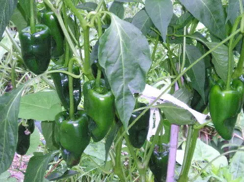 sementes de pimenta ancho poblano 2 5 e1496692730196