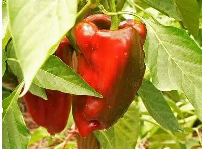 sementes de pimenta ancho poblano 2 8 e1496692573400