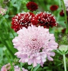 sementes de scabiosa sortida semente rara 0442 e1496688752933