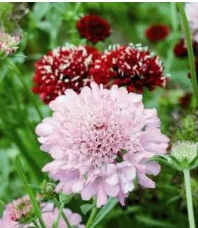sementes de scabiosa sortida semente rara 0442 e1496688752933