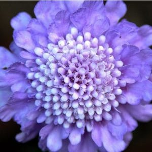 sementes de scabiosa sortida semente rara 0639 e1496688728422