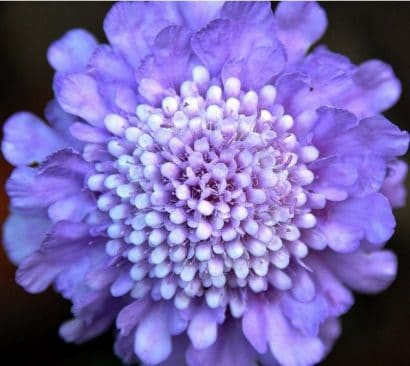 sementes de scabiosa sortida semente rara 0639 e1496688728422