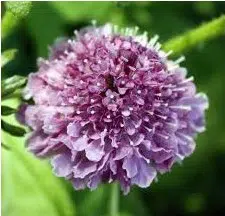 sementes de scabiosa sortida semente rara 3836 e1496688419725