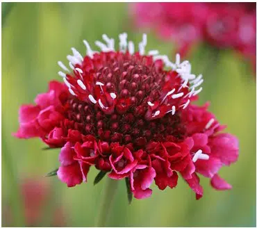 sementes de scabiosa sortida semente rara 4846 e1496688777401