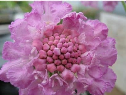 sementes de scabiosa sortida semente rara 6729 e1496688484351