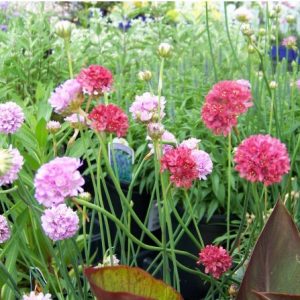 sementes de scabiosa sortida semente rara 7118 e1496688619408