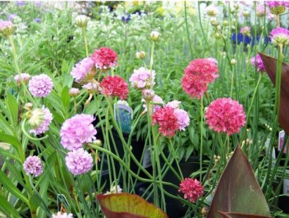 sementes de scabiosa sortida semente rara 7118 e1496688619408