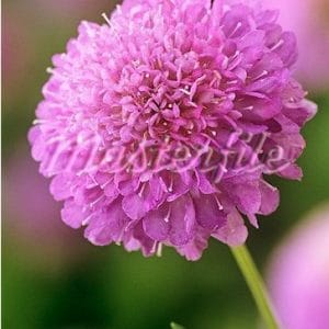 sementes de scabiosa sortida semente rara 7226 e1496688516904