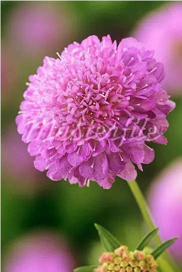sementes de scabiosa sortida semente rara 7226 e1496688516904