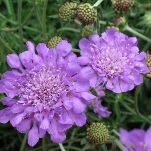 sementes de scabiosa sortida semente rara 8052 e1496688829493