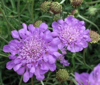 sementes de scabiosa sortida semente rara 8052 e1496688829493