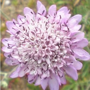 sementes de scabiosa sortida semente rara 8122 e1496688552753