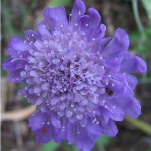 sementes de scabiosa sortida semente rara 9949 e1496688807781