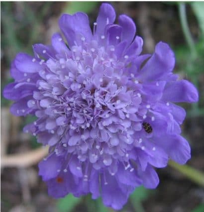 sementes de scabiosa sortida semente rara 9949 e1496688807781