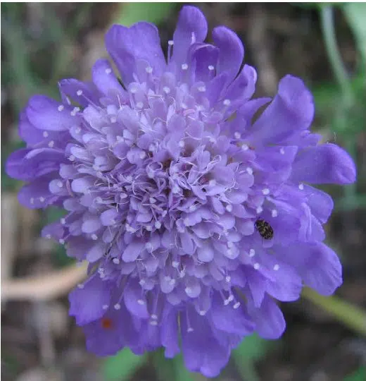 sementes de scabiosa sortida semente rara 9949 e1496688807781
