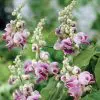 Sementes de Vigna Caracalla Lilás (Raridade)