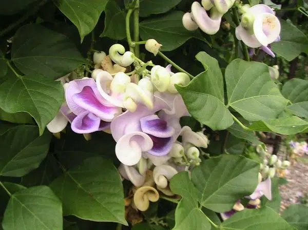 sementes de vigna caracalla lilas raridade 2 11 e1496699670358