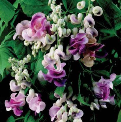 sementes de vigna caracalla lilas raridade 2 3 e1496699848963