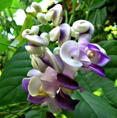 sementes de vigna caracalla lilas raridade 2 4 e1496699865230