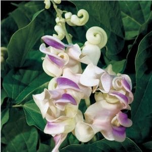 sementes de vigna caracalla lilas raridade 2 7 e1496699743646